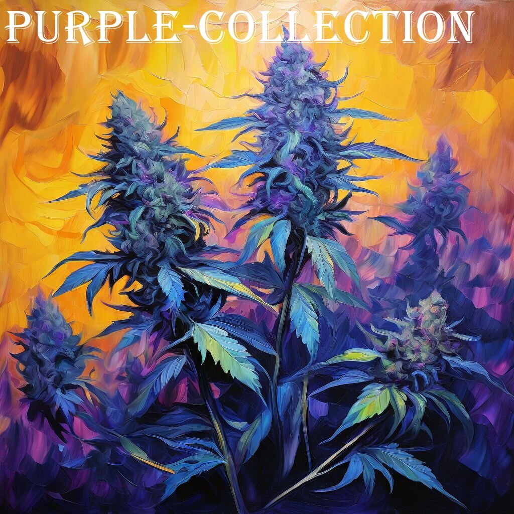 Purple-Collection