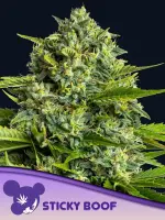 Sticky Boof + Indica + bis 37.5% + Anesia Seeds