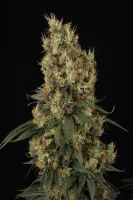 Mendocino Skunk + Hybrid + Paradise Seeds