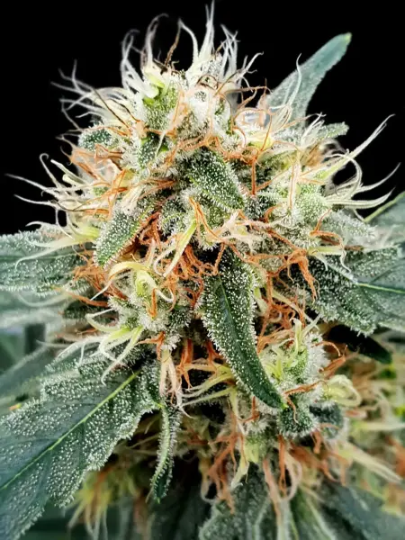 Stromboli Auto + Hybrid + Paradise Seeds