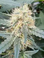 Stromboli Auto + Hybrid + Paradise Seeds