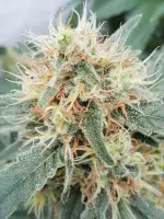 Stromboli Auto + Hybrid + Paradise Seeds