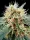 Stromboli Auto + Hybrid + Paradise Seeds