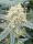 Stromboli Auto + Hybrid + Paradise Seeds
