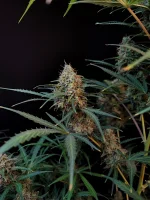 Jack Herer Auto + Sativa + Fast Buds