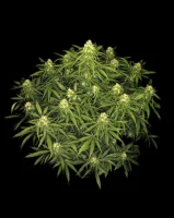 Sour Jealousy Auto™ + Sativa + Fast Buds