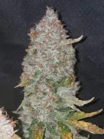 Stardawg Auto + Hybrid + Fast Buds