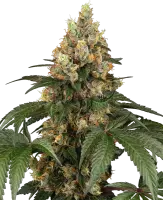 Chocolate Rainbow XXL + Hybrid + Sensi Seeds