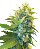Double Kush Cake + Indica + Sensi Seeds