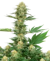 Gelato #420 White Label + Indica + Sensi Seeds