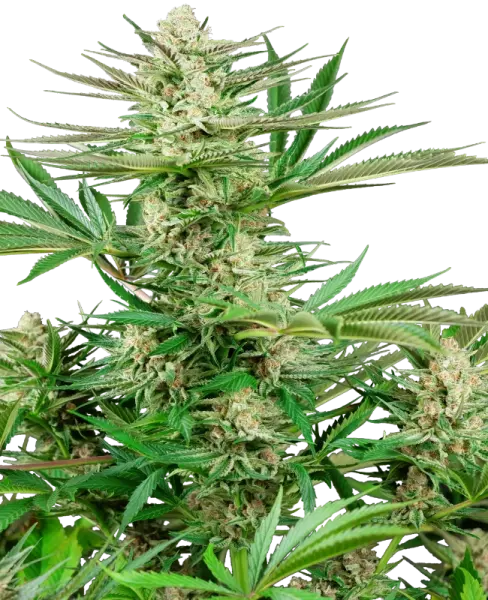 Malibu OG Gold + Hybrid + Sensi Seeds