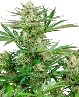 Malibu OG Gold + Hybrid + Sensi Seeds