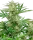 Malibu OG Gold + Hybrid + Sensi Seeds