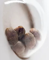 Master Kush White Label + Indica + Sensi Seeds