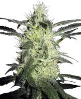 Silver Haze + Sativa + Sensi Seeds