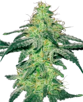 White Skunk White Label + Indica + Sensi Seeds
