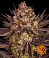 Biscotti Mintz + Indica + Barneys Farm