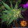 G13 Haze + Sativa + Barneys Farm