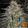 Lemon Drizzle + Sativa + Barneys Farm