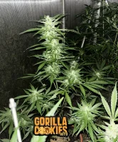 Mix Pack Auto + MIX + Fast Buds