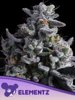 Elementz + Indica + bis 38% + Anesia Seeds
