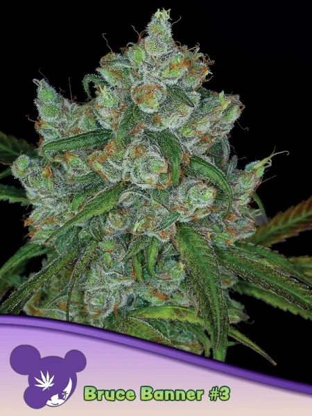 Bruce Banner #3 + Hybrid + Anesia Seeds