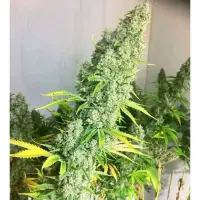 Original Oreoz  + Indica + SaarSeeds