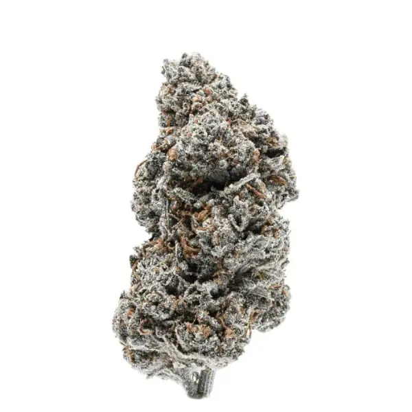 Tangerine Sherbet k + Hybrid + SaarSeeds