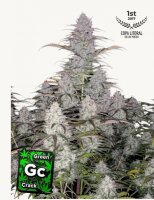 Green Crack Auto + Hybrid + Fast Buds