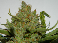 Green Crack Auto + Hybrid + Fast Buds