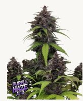 Purple Haze Auto + Hybrid + Fast Buds