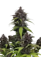Purple Haze Auto + Hybrid + Fast Buds
