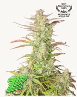 Z-Up Auto+ Sativa + Fast Buds