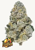 Lemonpaya + Hybrid + Fast Buds
