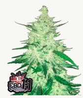 CBD  Auto 1:1 + Hybrid + Fast Buds