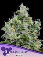Dankberry Auto + Indica + Anesia Seeds