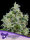 Dankberry Auto + Indica + Anesia Seeds