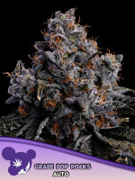 Grape Pop Rocks Auto + Indica + Anesia Seeds