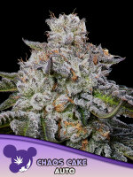 Chaos Cake Auto + Indica + Anesia Seeds