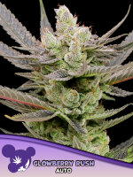 Glowberry Rush Auto + Indica + Anesia Seeds