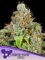 Sticky Boof Auto + Indica + Anesia Seeds