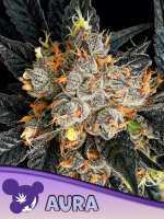 Aura + Hybrid + Anesia Seeds