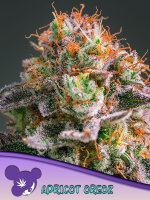 Apricot Oreoz + Hybrid + Anesia Seeds