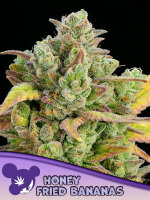 Honey Fried Bananas + Indica + bis 38% + Anesia Seeds