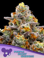 Purple Boost Highness + Sativa + Anesia Seeds