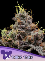 Think Tank + Hybrid + bis 41% + Anesia Seeds