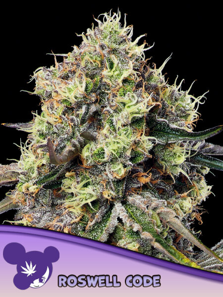 Roswell Code + Indica + bis 39% + Anesia Seeds