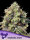 Roswell Code + Indica + bis 39% + Anesia Seeds