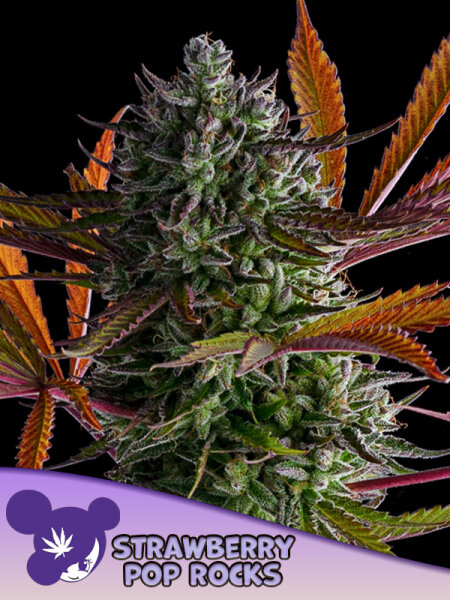 Strawberry Pop Rocks + Indica + bis 39% + Anesia Seeds