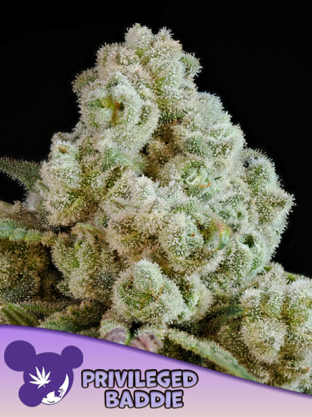 Privileged Baddie + Sativa + Anesia Seeds